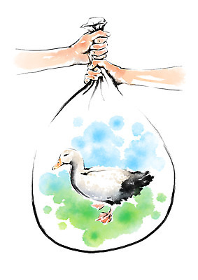 PSD 동물 한마리 손 일러스트 캘리그라피 오리 한손 들기 안전 두명 신체부위 가축 보호 유기농 번짐 자루 국내일러스트 1 웰빙 컨셉 모션 조류 사람 파일형식 효과