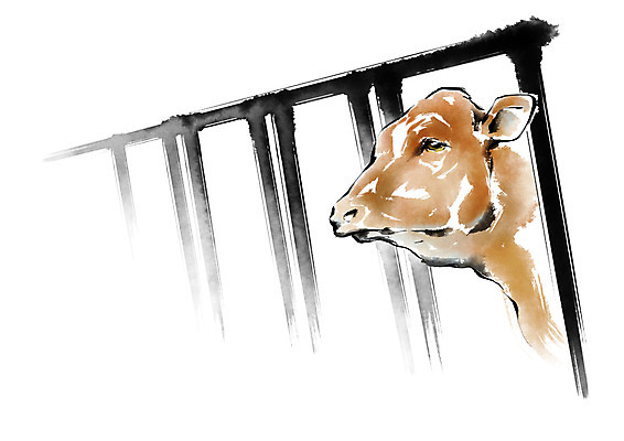 PSD 동물 한마리 일러스트 캘리그라피 사람없음 가축 소 축사 소우리 국내일러스트 1 건축물 포유류 축산업 파일형식