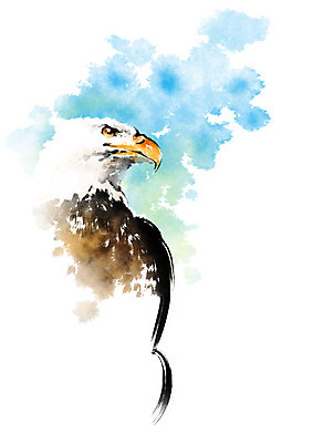 PSD 동물 한마리 야생동물 일러스트 캘리그라피 사람없음 부리 독수리 번짐 맹금류 국내일러스트 1 조류 파일형식 효과