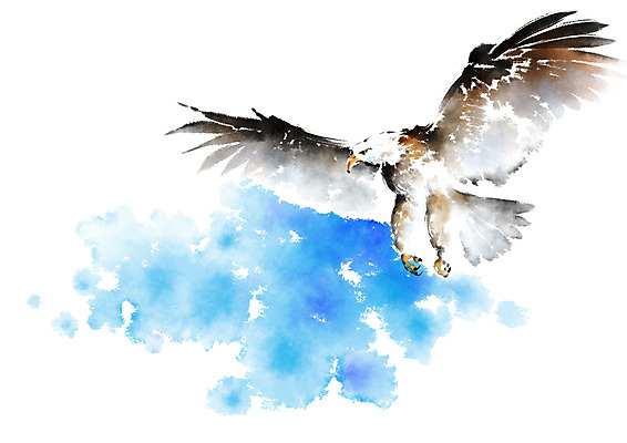 PSD 동물 한마리 야생동물 일러스트 캘리그라피 사람없음 비행 독수리 번짐 날갯짓 맹금류 국내일러스트 1 조류 파일형식 효과
