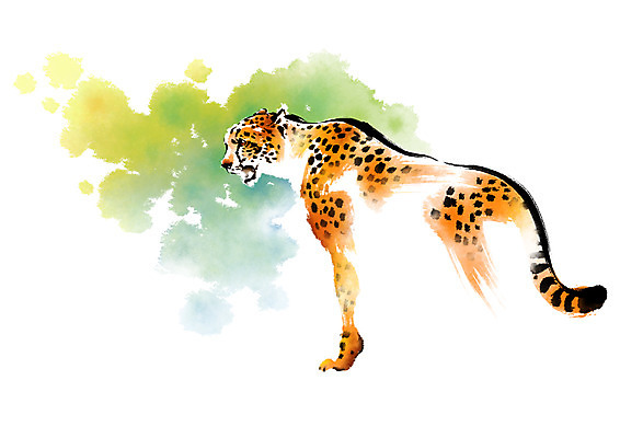 PSD 동물 한마리 야생동물 일러스트 캘리그라피 사람없음 맹수 번짐 치타 표범 국내일러스트 1 포유류 파일형식 효과