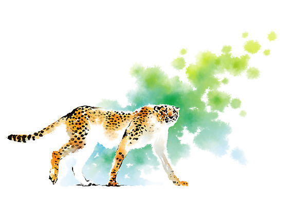 PSD 동물 한마리 야생동물 일러스트 캘리그라피 사람없음 맹수 번짐 치타 표범 국내일러스트 1 포유류 파일형식 효과