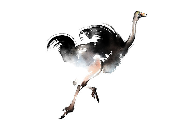 PSD 동물 한마리 일러스트 캘리그라피 사람없음 달리기 타조 국내일러스트 1 모션 조류 파일형식