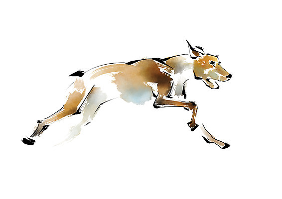 PSD 동물 한마리 일러스트 캘리그라피 사람없음 달리기 개 국내일러스트 1 포유류 모션 파일형식