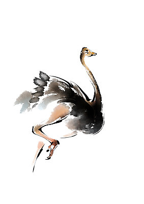 PSD 동물 한마리 일러스트 캘리그라피 사람없음 타조 국내일러스트 1 조류 파일형식