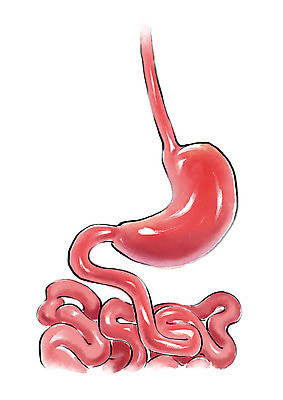 PSD 일러스트 캘리그라피 건강 사람없음 질병 소장 위장 국내일러스트 의학 장기_의학 파일형식