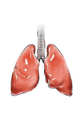 PSD 일러스트 캘리그라피 건강 사람없음 허파 장기 질병 국내일러스트 신체 의학 호흡기관 파일형식