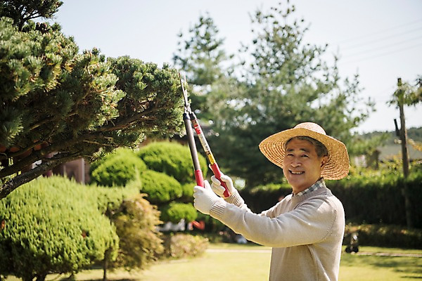 포토 JPG 주간 나무 노년 남자 한국 한명 서기 웃음 들기 상반신 야외 옆모습 아웃포커스 정원 한국인 60대 조경 가지치기 안면도 조경가위 조경사 노인남자한명만 국내포토 자연요소 식물 1 아시아 뷰포인트 모션 가위_도구 촬영기법 표정 사람 동양인 성인 충청남도 원예 태안 남자한명만 노인남자만 파일형식