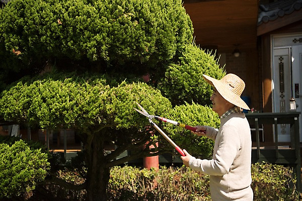 포토 JPG 주간 나무 노년 남자 한국 한명 서기 웃음 들기 상반신 야외 옆모습 아웃포커스 정원 한국인 60대 조경 가지치기 안면도 조경가위 조경사 노인남자한명만 국내포토 자연요소 식물 1 아시아 뷰포인트 모션 가위_도구 촬영기법 표정 사람 동양인 성인 충청남도 원예 태안 남자한명만 노인남자만 파일형식