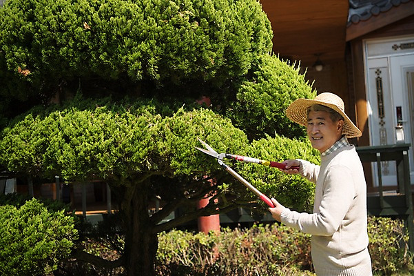 포토 JPG 주간 나무 노년 남자 한국 한명 서기 웃음 들기 상반신 야외 옆모습 아웃포커스 정원 한국인 60대 조경 가지치기 안면도 조경가위 조경사 노인남자한명만 국내포토 자연요소 식물 1 아시아 뷰포인트 모션 가위_도구 촬영기법 표정 사람 동양인 성인 충청남도 원예 태안 남자한명만 노인남자만 파일형식