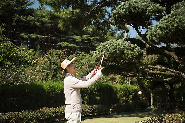 포토 JPG 주간 나무 노년 남자 한국 한명 서기 웃음 들기 상반신 야외 옆모습 아웃포커스 정원 한국인 60대 조경 가지치기 안면도 조경가위 조경사 노인남자한명만 국내포토 자연요소 식물 1 아시아 뷰포인트 모션 가위_도구 촬영기법 표정 사람 동양인 성인 충청남도 원예 태안 남자한명만 노인남자만 파일형식