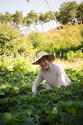 포토 JPG 주간 나무 노년 남자 밭 한국 한명 웃음 앉기 상반신 야외 앞모습 아웃포커스 농작물 한국인 60대 밭일 안면도 텃밭 노인남자한명만 국내포토 자연요소 식물 1 아시아 뷰포인트 농업 모션 촬영기법 표정 사람 동양인 성인 충청남도 태안 남자한명만 노인남자만 파일형식