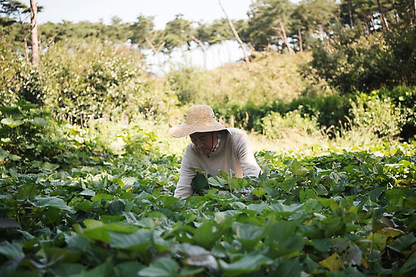 포토 JPG 주간 나무 응시 노년 남자 밭 한국 한명 앉기 상반신 야외 앞모습 아웃포커스 농작물 한국인 60대 밭일 안면도 텃밭 노인남자한명만 국내포토 자연요소 식물 1 시선 아시아 뷰포인트 농업 모션 촬영기법 사람 동양인 성인 충청남도 태안 남자한명만 노인남자만 파일형식