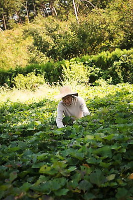 포토 JPG 주간 나무 응시 노년 남자 밭 한국 한명 앉기 상반신 야외 앞모습 아웃포커스 농작물 한국인 60대 밭일 안면도 텃밭 노인남자한명만 국내포토 자연요소 식물 1 시선 아시아 뷰포인트 농업 모션 촬영기법 사람 동양인 성인 충청남도 태안 남자한명만 노인남자만 파일형식