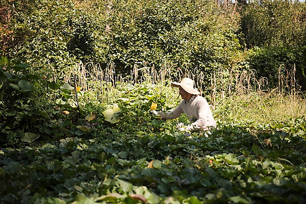 포토 JPG 주간 나무 노년 남자 밭 한국 한명 미소 앉기 상반신 야외 옆모습 아웃포커스 농작물 한국인 60대 밭일 안면도 텃밭 노인남자한명만 국내포토 자연요소 식물 1 아시아 뷰포인트 농업 모션 촬영기법 표정 사람 동양인 성인 충청남도 태안 남자한명만 노인남자만 파일형식
