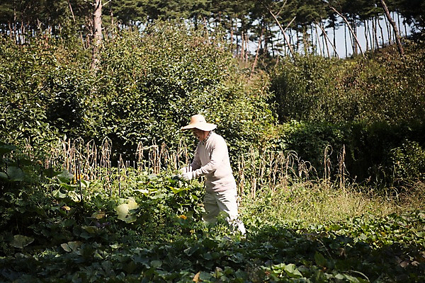 포토 JPG 주간 나무 응시 노년 남자 밭 한국 한명 서기 상반신 야외 옆모습 아웃포커스 농작물 한국인 60대 밭일 안면도 텃밭 노인남자한명만 국내포토 자연요소 식물 1 시선 아시아 뷰포인트 농업 모션 촬영기법 사람 동양인 성인 충청남도 태안 남자한명만 노인남자만 파일형식