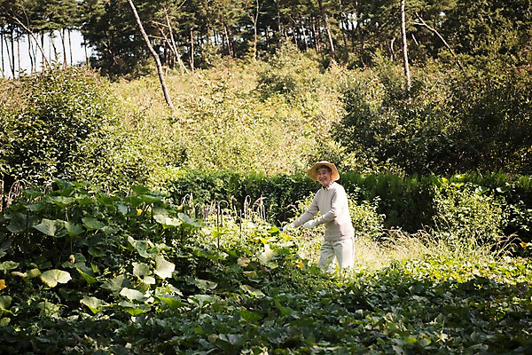 포토 JPG 주간 나무 노년 남자 밭 한국 한명 서기 웃음 상반신 야외 옆모습 아웃포커스 농작물 한국인 60대 밭일 안면도 텃밭 노인남자한명만 국내포토 자연요소 식물 1 아시아 뷰포인트 농업 모션 촬영기법 표정 사람 동양인 성인 충청남도 태안 남자한명만 노인남자만 파일형식