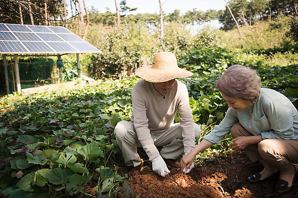 포토 JPG 주간 전신 나무 부부 응시 여자 노년 남자 밭 가족 한국 앉기 야외 두명 앞모습 옆모습 아웃포커스 농작물 노부부 한국인 60대 안면도 텃밭 노인만 국내포토 자연요소 식물 커플 시선 아시아 뷰포인트 농업 관계 모션 촬영기법 사람 동양인 성인 충청남도 태안 성인만 파일형식