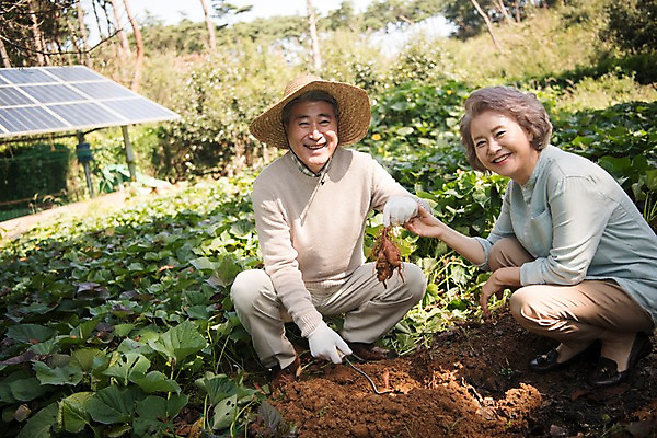 포토 JPG 주간 전신 나무 부부 여자 노년 남자 밭 가족 한국 웃음 앉기 야외 두명 앞모습 아웃포커스 농작물 노부부 한국인 60대 고구마 안면도 텃밭 노인만 국내포토 자연요소 식물 커플 아시아 뷰포인트 농업 관계 모션 뿌리채소 촬영기법 표정 사람 동양인 성인 충청남도 태안 성인만 파일형식