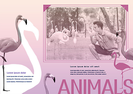 PSD 서양인 템플릿 편집 표지디자인 북디자인 출판디자인 남자 내지 리플렛 북커버 여러마리 자연 동물원 한명 팜플렛 20대 성인 플라밍고 이미지템플릿 외국인 1 다수 조류 사람 청년 생태계 파일형식