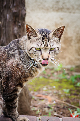 포토 JPG 주간 한마리 자연 풍경 사람없음 야외 아웃포커스 고양이 메롱 길고양이 동물라이프 반려 국내포토 자연요소 동물 1 라이프스타일 포유류 모션 촬영기법 반려동물 생태계 파일형식