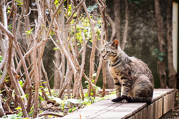 포토 JPG 주간 나무 한마리 자연 풍경 사람없음 야외 아웃포커스 고양이 길고양이 동물라이프 반려 국내포토 자연요소 식물 동물 1 라이프스타일 포유류 촬영기법 반려동물 생태계 파일형식