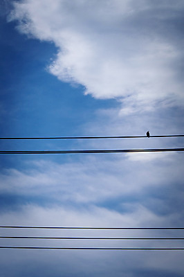 포토 JPG 주간 구름 한마리 자연 하늘 풍경 사람없음 야외 전선 참새 국내포토 자연요소 1 조류 생태계 파일형식