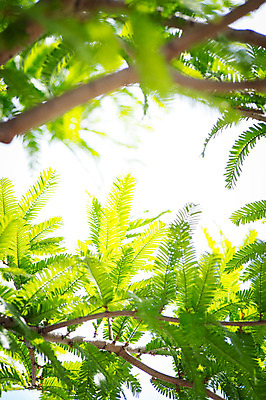 포토 JPG 주간 자연 나뭇잎 풍경 사람없음 야외 아웃포커스 나뭇가지 국내포토 자연요소 나무 잎 촬영기법 생태계 파일형식