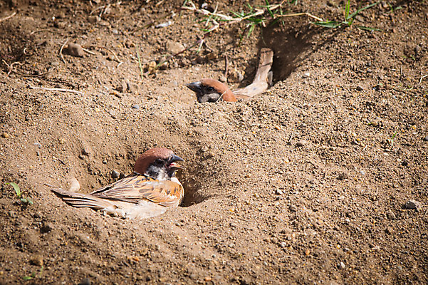 포토 JPG 주간 야생동물 두마리 자연 풍경 사람없음 야외 참새 구덩이 국내포토 자연요소 동물 2 조류 생태계 파일형식
