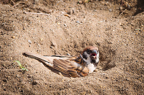 포토 JPG 주간 한마리 야생동물 자연 풍경 사람없음 야외 참새 구덩이 국내포토 자연요소 동물 1 조류 생태계 파일형식