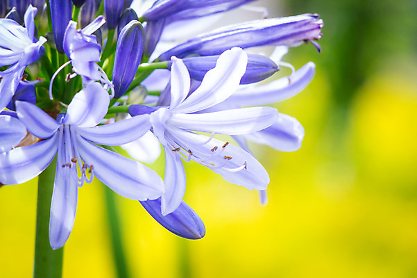 포토 JPG 주간 꽃 여러송이 자연 풍경 근접촬영 사람없음 야외 아웃포커스 보라색 꽃술_꽃 국내포토 자연요소 식물 뷰포인트 컬러 다수 촬영기법 생태계 파일형식