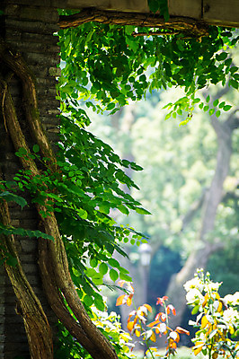 포토 JPG 주간 나무 자연 풍경 사람없음 야외 아웃포커스 덩굴 덩쿨나무 국내포토 자연요소 식물 촬영기법 생태계 파일형식