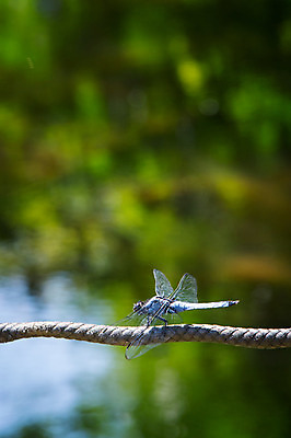 포토 JPG 주간 한마리 자연 풍경 사람없음 야외 아웃포커스 잠자리 국내포토 자연요소 1 곤충 촬영기법 생태계 파일형식