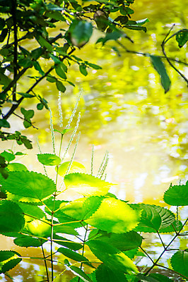 포토 JPG 주간 잎 자연 풍경 사람없음 야외 아웃포커스 강 나뭇가지 국내포토 자연요소 나무 식물 촬영기법 생태계 파일형식