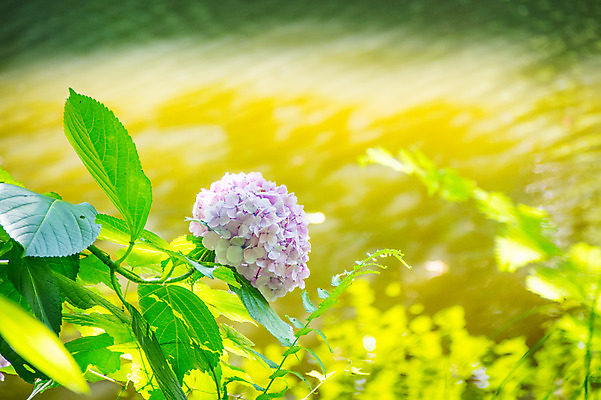 포토 JPG 주간 꽃 자연 풍경 사람없음 야외 아웃포커스 수국 국내포토 자연요소 식물 촬영기법 생태계 파일형식