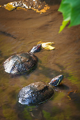 포토 JPG 주간 야생동물 두마리 자연 풍경 사람없음 야외 연못 거북이 국내포토 자연요소 동물 2 파충류 생태계 파일형식