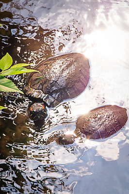 포토 JPG 주간 야생동물 두마리 자연 풍경 사람없음 야외 연못 거북이 국내포토 자연요소 동물 2 파충류 생태계 파일형식