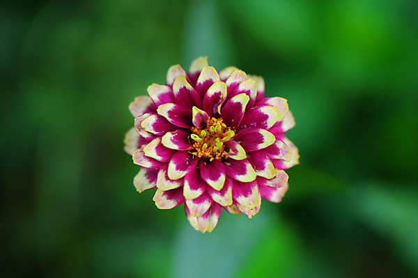 포토 JPG 주간 꽃 한송이 자연 풍경 사람없음 야외 아웃포커스 자주색 국내포토 자연요소 식물 1 컬러 촬영기법 생태계 송이 파일형식