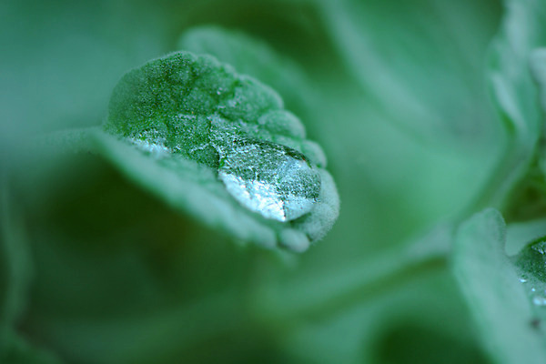 포토 JPG 주간 잎 자연 풍경 근접촬영 사람없음 야외 아웃포커스 이슬 국내포토 자연요소 식물 뷰포인트 촬영기법 생태계 파일형식
