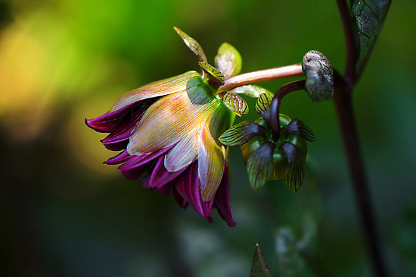 포토 JPG 주간 꽃 자연 풍경 사람없음 야외 아웃포커스 국내포토 자연요소 식물 촬영기법 생태계 파일형식