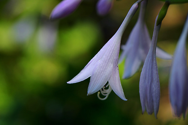 포토 JPG 주간 꽃 여러송이 자연 풍경 사람없음 야외 아웃포커스 국내포토 자연요소 식물 다수 촬영기법 생태계 파일형식