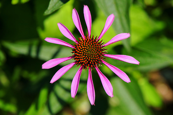 포토 JPG 주간 꽃 분홍색 한송이 자연 풍경 사람없음 야외 아웃포커스 국내포토 자연요소 식물 1 컬러 촬영기법 생태계 송이 파일형식