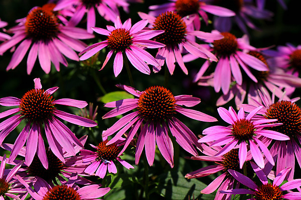 포토 JPG 주간 꽃 분홍색 여러송이 자연 풍경 사람없음 야외 아웃포커스 국내포토 자연요소 식물 컬러 다수 촬영기법 생태계 파일형식