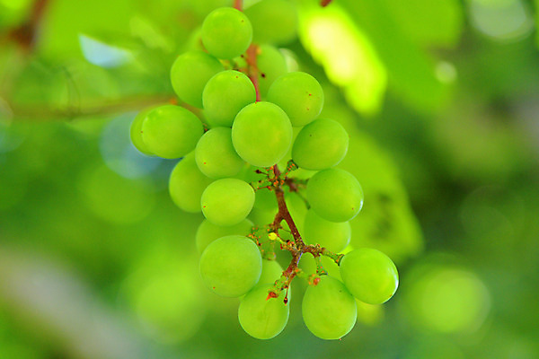 포토 JPG 주간 열매 음식 자연 풍경 사람없음 야외 아웃포커스 청포도 제철 제철과일 국내포토 자연요소 식물 과일 포도 촬영기법 생태계 파일형식