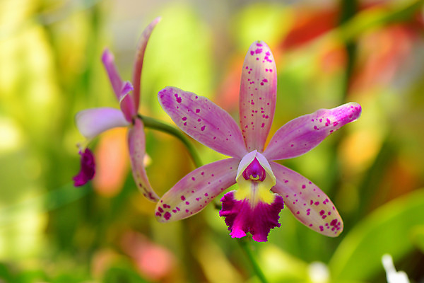 포토 JPG 주간 꽃 자연 풍경 사람없음 야외 아웃포커스 국내포토 자연요소 식물 촬영기법 생태계 파일형식