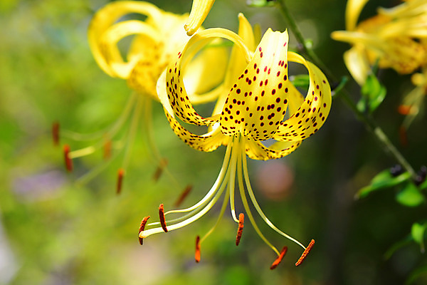포토 JPG 주간 꽃 자연 풍경 사람없음 야외 아웃포커스 노란색 꽃술_꽃 국내포토 자연요소 식물 컬러 촬영기법 생태계 파일형식