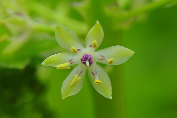 포토 JPG 주간 꽃 백그라운드 한송이 꽃백그라운드 자연 근접촬영 사람없음 야외 아웃포커스 꽃술_꽃 국내포토 자연요소 식물 1 뷰포인트 촬영기법 생태계 송이 파일형식