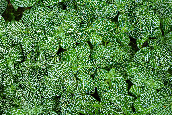 포토 JPG 주간 식물 백그라운드 잎 자연 사람없음 야외 초록색 식물백그라운드 피토니아 국내포토 자연요소 컬러 생태계 파일형식