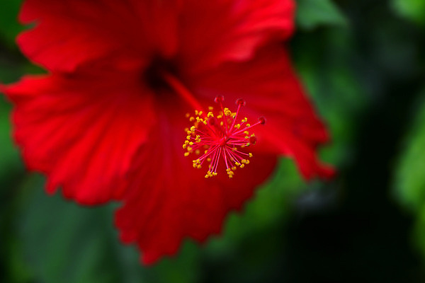 포토 JPG 주간 꽃 백그라운드 한송이 꽃백그라운드 자연 근접촬영 사람없음 야외 아웃포커스 빨간색 꽃술_꽃 국내포토 자연요소 식물 1 뷰포인트 컬러 촬영기법 생태계 송이 파일형식