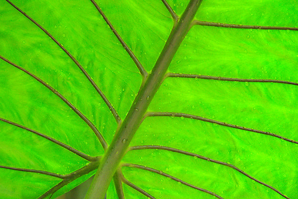 포토 JPG 주간 식물 백그라운드 잎 패턴 자연 나뭇잎 사람없음 야외 초록색 물방울 잎맥 식물백그라운드 국내포토 자연요소 컬러 무늬 생태계 파일형식